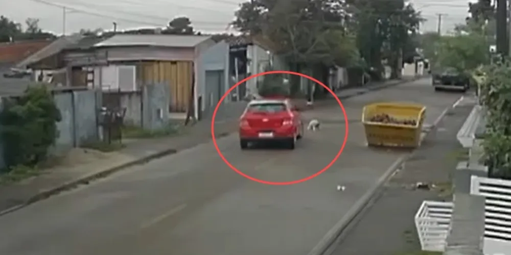 magens registraram o momento em que a condutora do veículo atropelou um cachorro