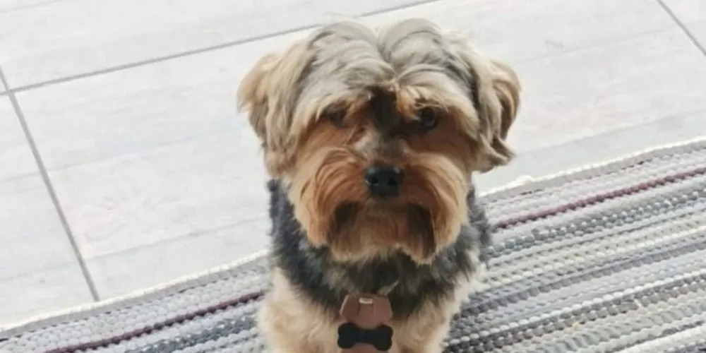 'Fred' está desaparecido desde essa segunda-feira (09)