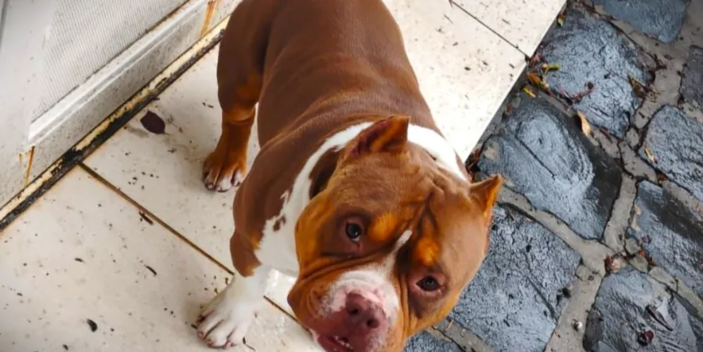 'Xerife' é um "cão terapêutico" para os familiares