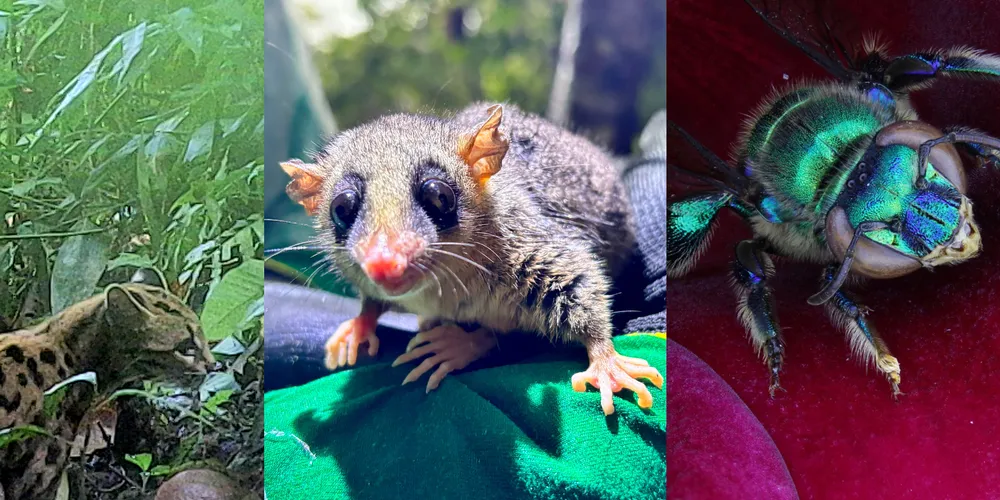 Na imagem estão: gato-maracajá; cuíca; e abelha das orquídeas