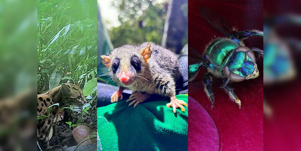 Na imagem estão: gato-maracajá; cuíca; e abelha das orquídeas