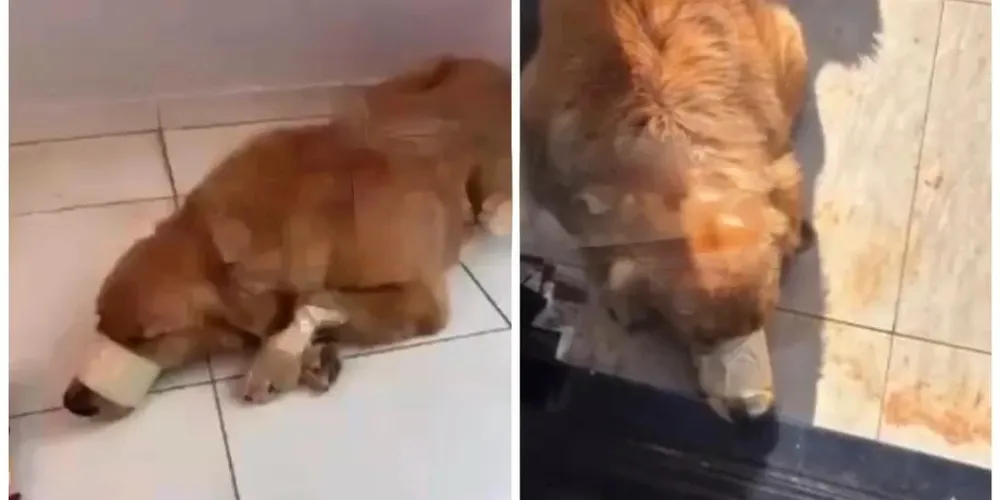 De acordo com vídeos, divulgados de forma anônima em um grupo de rede social, um cachorro da raça Golden Retriever aparece sendo agredido de forma brutal