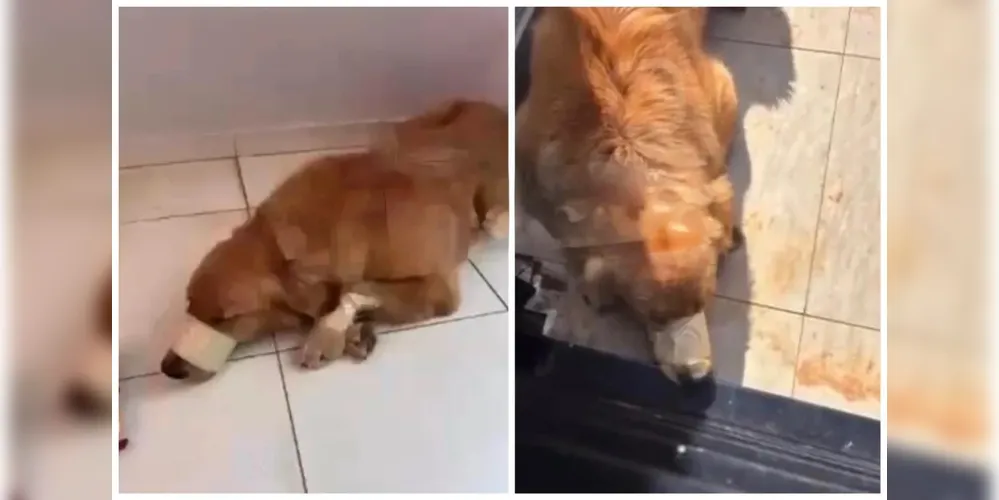 De acordo com vídeos, divulgados de forma anônima em um grupo de rede social, um cachorro da raça Golden Retriever aparece sendo agredido de forma brutal