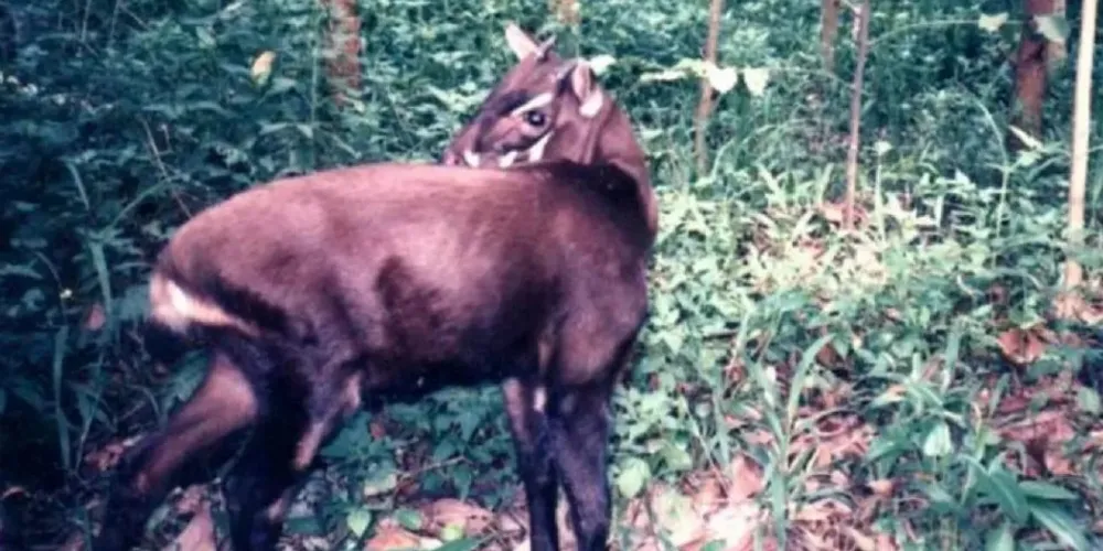 O animal é conhecido como "unicórnio asiático"