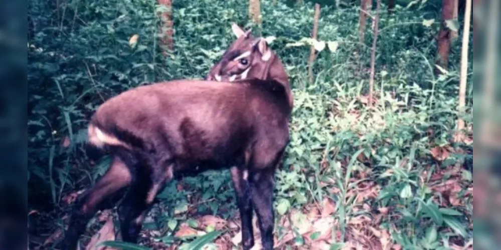 O animal é conhecido como "unicórnio asiático"