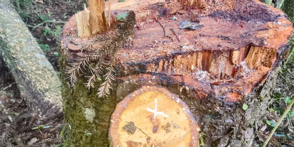 183 árvores da espécie foram encontradas sendo cortadas