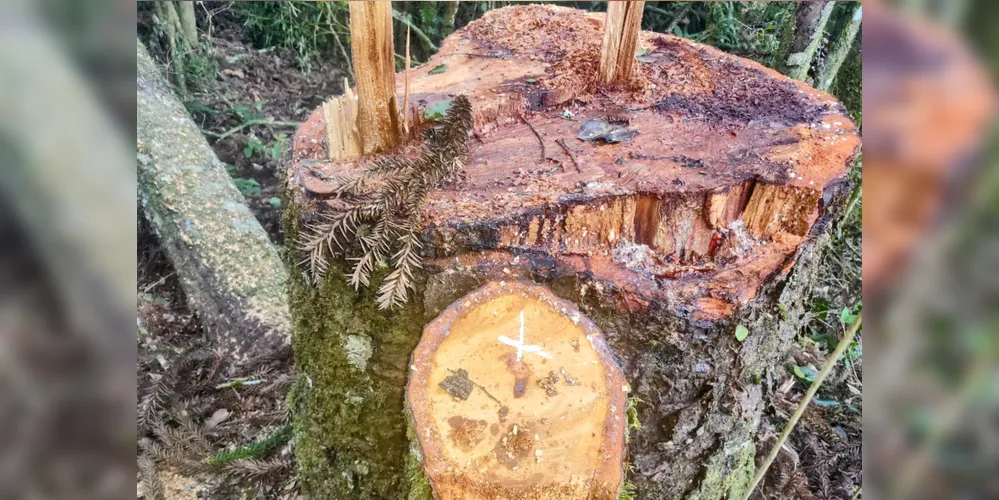 183 árvores da espécie foram encontradas sendo cortadas