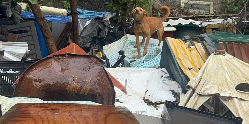 Todos os animais foram resgatados