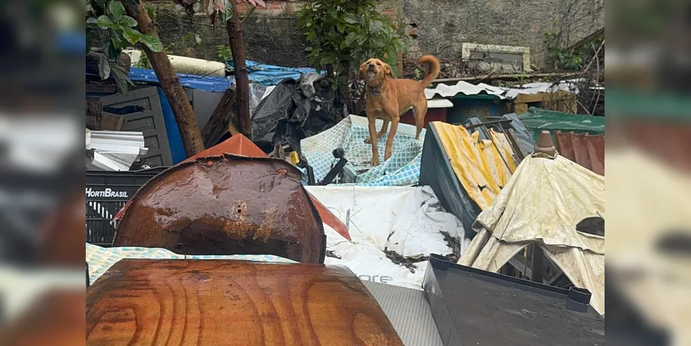 Todos os animais foram resgatados