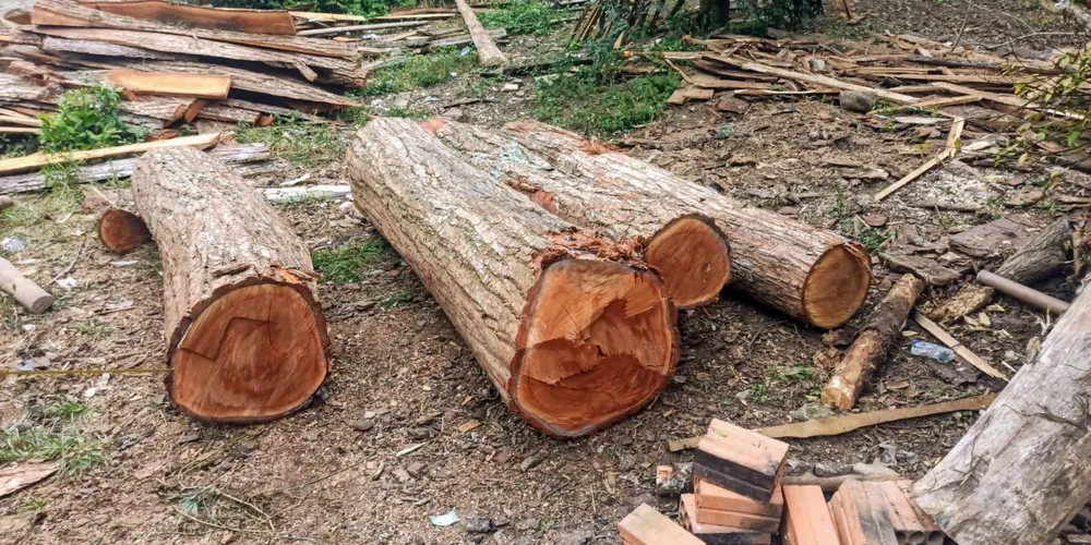 Cedro Rosa é uma espécie de árvore ameaça de extinção