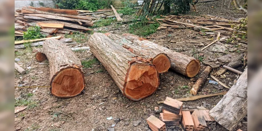 Cedro Rosa é uma espécie de árvore ameaça de extinção