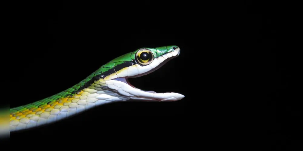 Cobras-papagaio