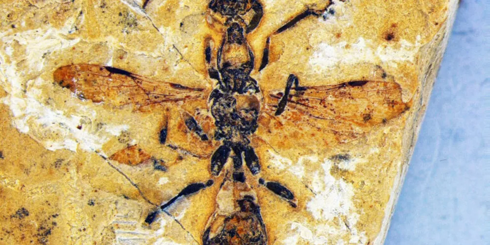 O fóssil da formiga mais antiga do mundo é descoberto