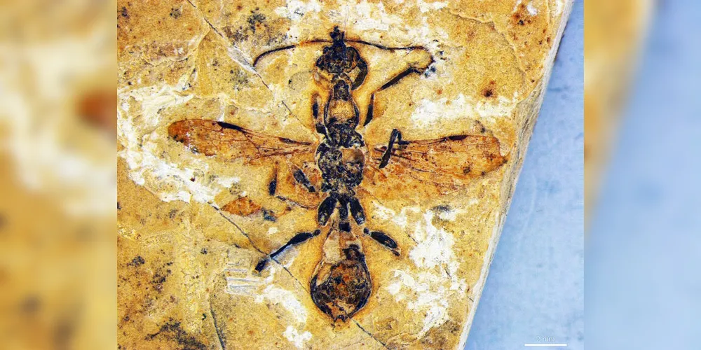 O fóssil da formiga mais antiga do mundo é descoberto