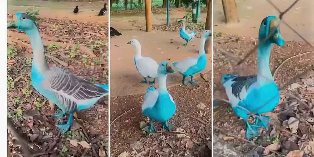 Patos pontados com a cor azul em Jundiaí