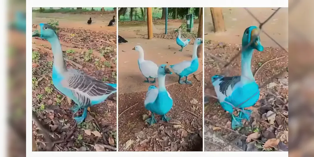 Patos pontados com a cor azul em Jundiaí