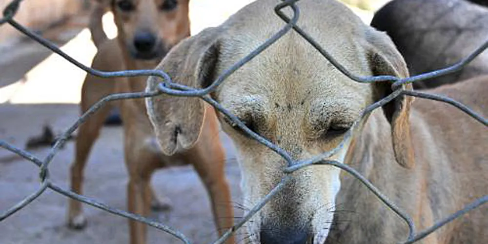 A pena prevista para o delito é de dois a cinco anos de reclusão