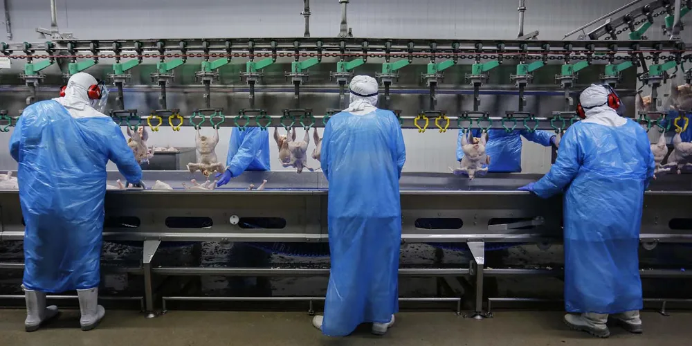 Abatedouro de aves em Matelândia