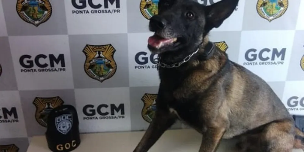 Cão encontrou a droga em uma área de mata