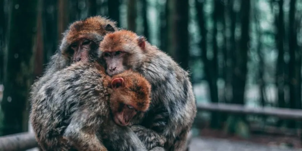 Vínculo de apego e "protoluto" animal; ciência investiga luto em macacos