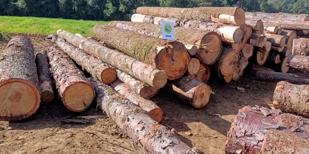 A apreensão ocorreu na localidade de Mato Branco