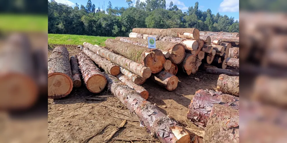 A apreensão ocorreu na localidade de Mato Branco