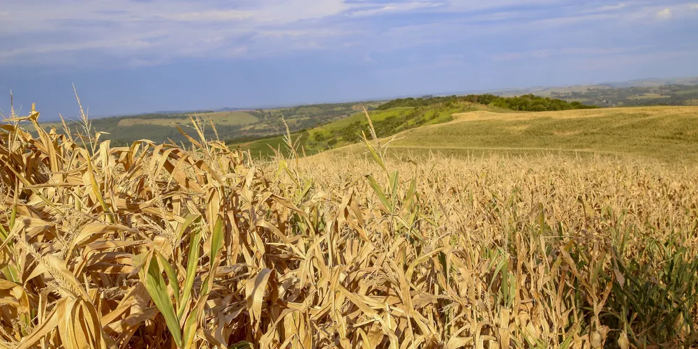 Plantação de milho na fazenda Esperança em Lindoeste