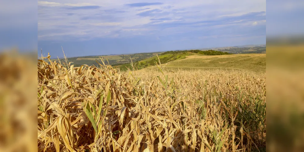 Plantação de milho na fazenda Esperança em Lindoeste
