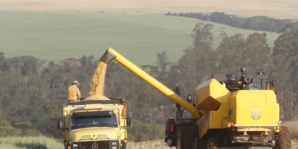 Paraná projeta maior safra de milho da história, mesmo com perdas climáticas