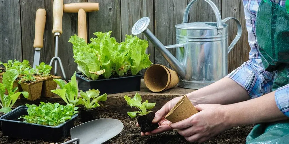 Um mini jardim de plantas místicas é um espaço dedicado a ervas que propiciam proteção espiritual, limpeza energética, intuição e prosperidade