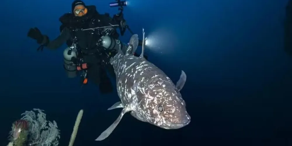 Peixe celacanto-indonésio