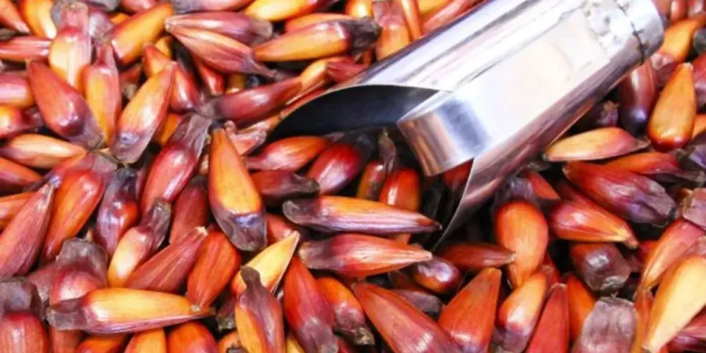 Dono da propriedade relatou que o furto de pinhão ocorre frequentemente