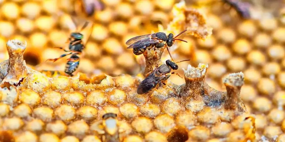 O Jardim do Mel será um espaço ecológico com caixinhas de abelha nativa