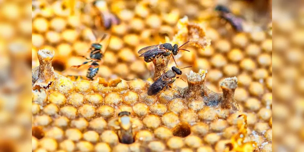 O Jardim do Mel será um espaço ecológico com caixinhas de abelha nativa