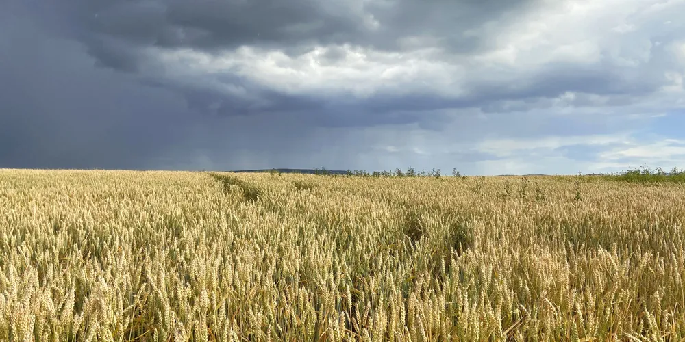 As mudanças climáticas já estão prejudicando a produção global de alimentos