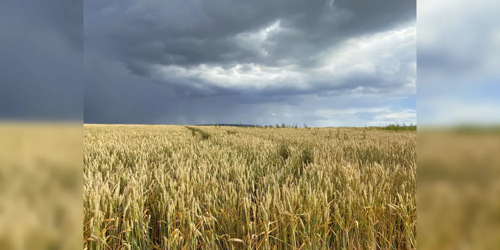 As mudanças climáticas já estão prejudicando a produção global de alimentos