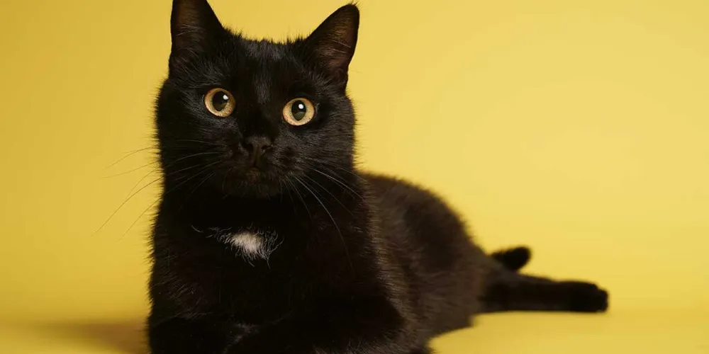 Independente da sua crença, o Banho de Sal Grosso é o melhor aliado para equilibrar este dia e seus propósitos