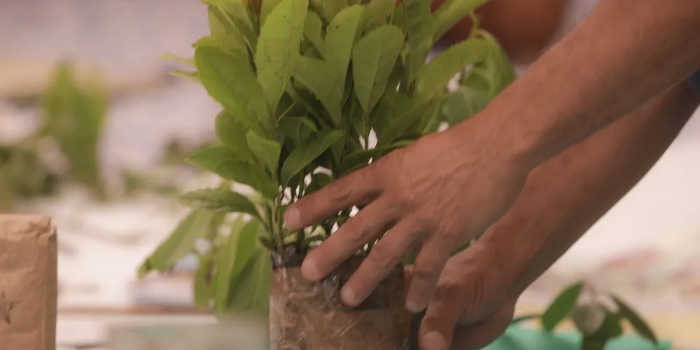 Pesquisadores da UEPG atuam no reconhecimento do sistema de erva-mate junto à ONU