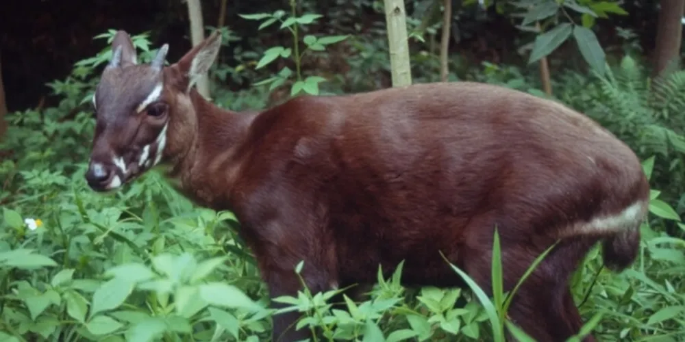 O saola é o animal que está a beira da extinção, a estimativa atual é que existam menos de 100 indivíduos na natureza.