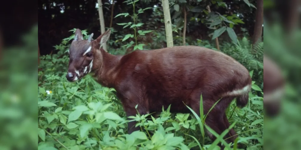 O saola é o animal que está a beira da extinção, a estimativa atual é que existam menos de 100 indivíduos na natureza.
