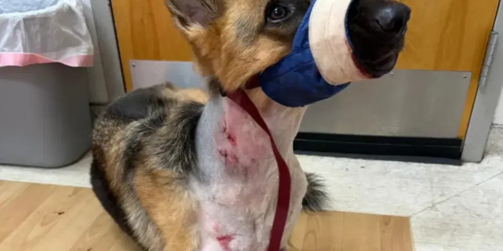 Pastor Alemão 'Zeus'