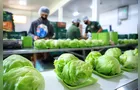 PG abre chamada para compra de alimentos de agricultores familiares