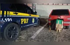 Moradores de Castro são presos com maconha durante ação na BR-373