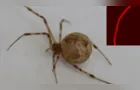 Aranha geneticamente modificada produz seda fluorescente