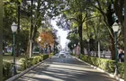 Moradores de PG podem colaborar com Plano de Arborização