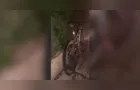 Ciclista fica ferido após colisão na PR-151, em Carambeí