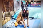 Cão da guarda municipal encontra maconha no Contorno, em PG