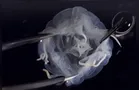 Criatura diferente com 24 olhos é encontrada em lago