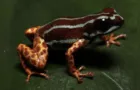 Com 1,5 cm e veneno potente, sapo raro vive no Brasil