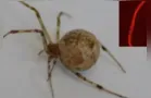 Aranhas geneticamente modificadas criam teias vermelhas fluorescentes